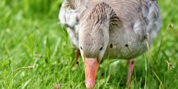 Wolf und Gans: Bauernverband fordert Artenschutz mit Regulierung