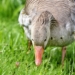 Wolf und Gans: Bauernverband fordert Artenschutz mit Regulierung