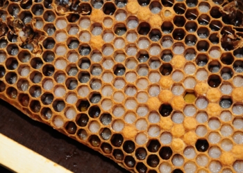 Heilkraft aus dem Bienenkorb