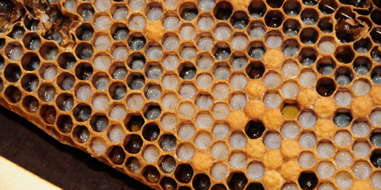 Heilkraft aus dem Bienenkorb