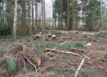 Der behutsame Waldumbau in der Lohe wird wieder aufgenommen