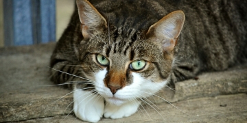 Tag der offenen Türen am 23. März im Tierheim Mölln