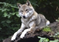 Angekündigte Wolfspräventionsgebiete treten heute in Kraft