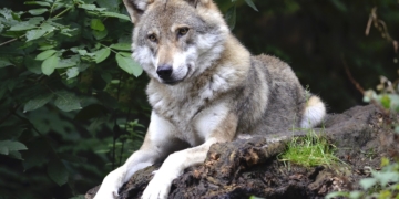 Angekündigte Wolfspräventionsgebiete treten heute in Kraft