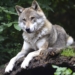 Angekündigte Wolfspräventionsgebiete treten heute in Kraft