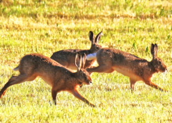 Zur Freude aller: Eiersuche in diesem Jahr auch ‚outdoor‘ möglich