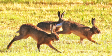 Zur Freude aller: Eiersuche in diesem Jahr auch ‚outdoor‘ möglich