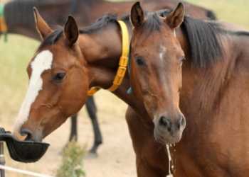 Ein Remake des Mega-Sommers 2018?