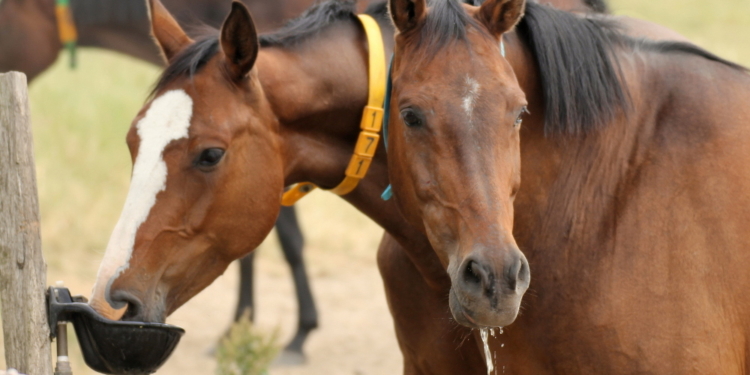 Ein Remake des Mega-Sommers 2018?