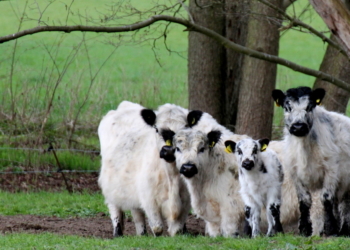 Neue Heimat zwischen Herzberg und Pirschbach