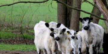 Neue Heimat zwischen Herzberg und Pirschbach