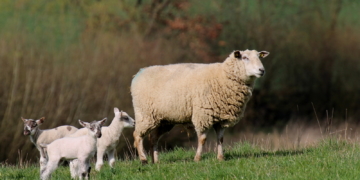 Schlaflose Nächte statt Schäferstündchen in Kühsen