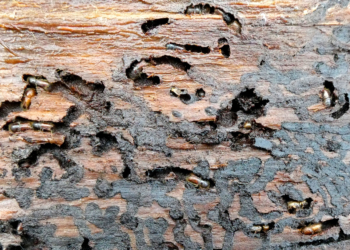 Wälder müssen vor weiterem Befall durch den Borkenkäfer geschützt werden