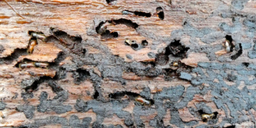 Wälder müssen vor weiterem Befall durch den Borkenkäfer geschützt werden