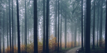 Grüne warnen vor Gifteinsatz in den Forsten