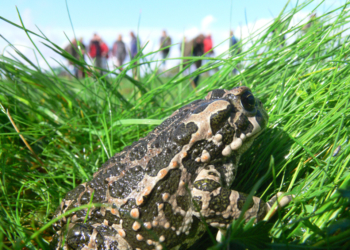 Froschkönig live in der Kiesgrube!