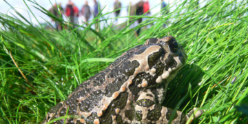 Froschkönig live in der Kiesgrube!