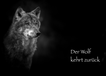 Der Wolf kehrt zurück – Pro und Kontra