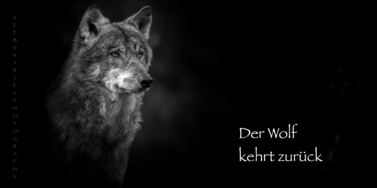 Der Wolf kehrt zurück – Pro und Kontra