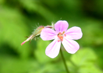 Der Stinkende Storchschnabel – eine Pflanze aus der Brummelbrede stellt sich vor