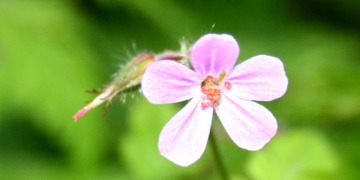 Der Stinkende Storchschnabel – eine Pflanze aus der Brummelbrede stellt sich vor