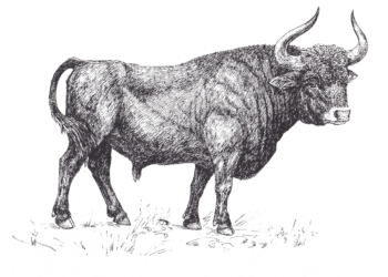 Vorsicht – die Auerochsen kommen!