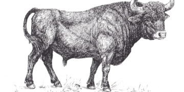 Vorsicht – die Auerochsen kommen!