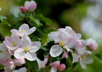 Irgendwie fehlt noch das ‚Summ Summ‘