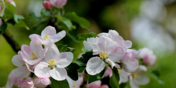 Irgendwie fehlt noch das ‚Summ Summ‘