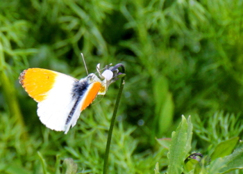 Liaison zwischen Aurorafalter und Acker-Stiefmütterchen am Feldrand