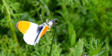 Liaison zwischen Aurorafalter und Acker-Stiefmütterchen am Feldrand