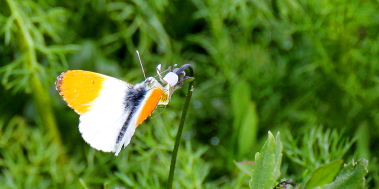 Liaison zwischen Aurorafalter und Acker-Stiefmütterchen am Feldrand
