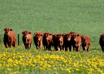 Mank Botterbloomen und Roggen