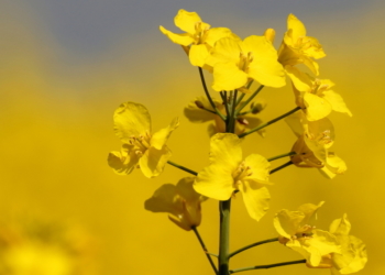 Gelb, so weit das Auge reicht