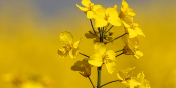 Gelb, so weit das Auge reicht