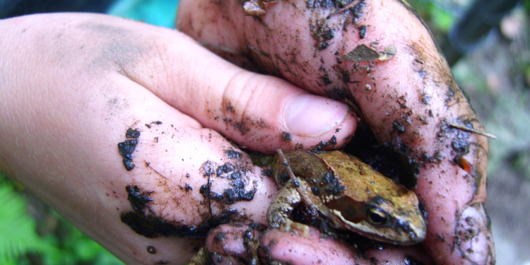 Naturpädagogik konkret – Methoden und Spiele der Naturerlebnispädagogik