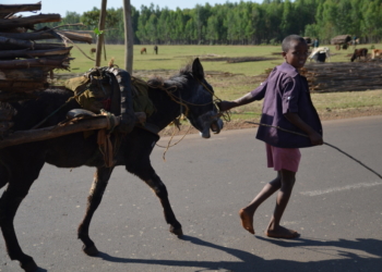 Vortrag: Wälder und Menschen in anderen Kulturen