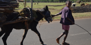 Vortrag: Wälder und Menschen in anderen Kulturen