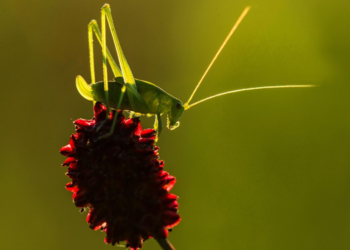Das große Krabbeln am Doku-Dienstag