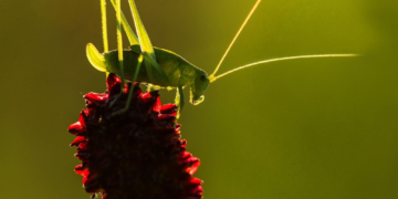 Das große Krabbeln am Doku-Dienstag