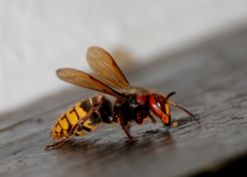 Keine Angst, die will nur brummen