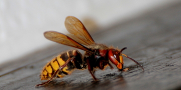 Keine Angst, die will nur brummen