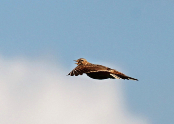 Verkünderin des Morgens