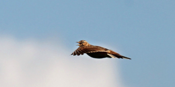 Verkünderin des Morgens