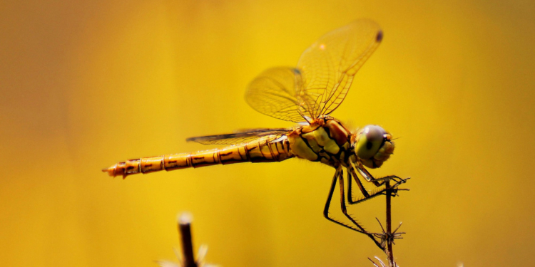 Lange vor den Dinosauriern auf unseren Planeten zu Hause