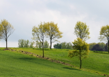Behlendorf hat seinen Musterknick