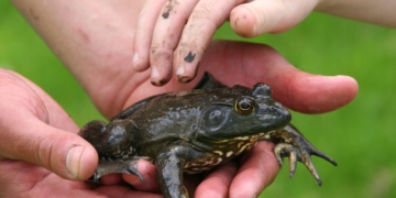 Bewerbung für den Jugendumweltpreis 2019 noch bis Ende Juni möglich