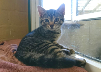 Kittenschwemme im Tierheim Roggendorf