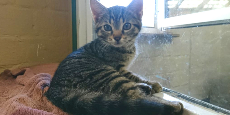 Kittenschwemme im Tierheim Roggendorf