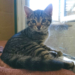Kittenschwemme im Tierheim Roggendorf